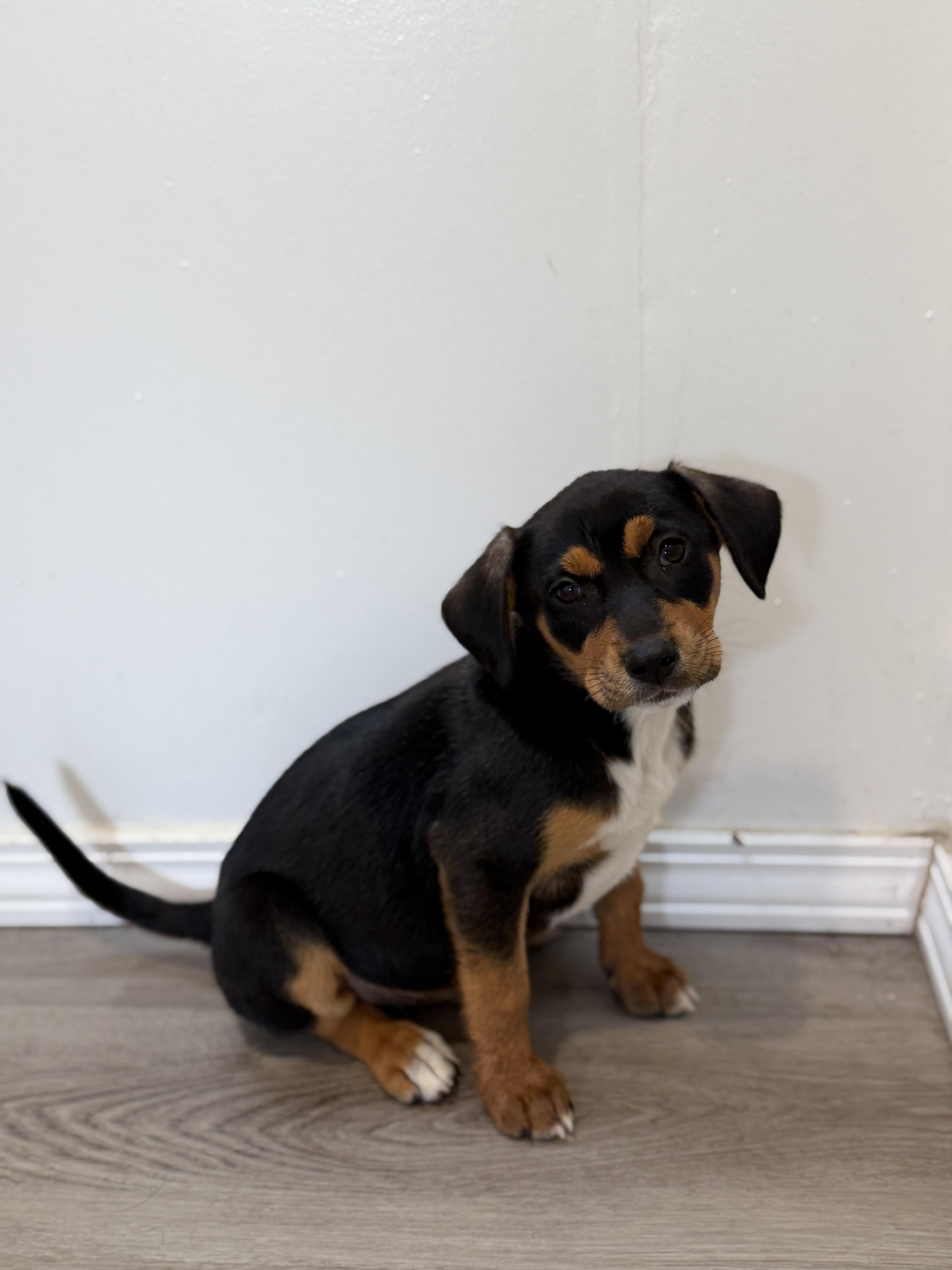 A baby medium-sized female Labrador Retriever dog named Blossom for adoption in San Diego, CA