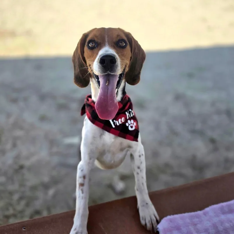 A young medium-sized male Beagle dog named Burrow for adoption in Port Charlotte, FL