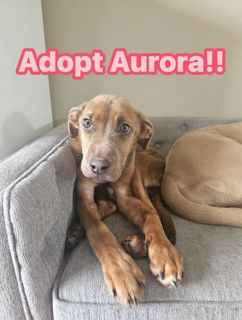 Aurora thumbnail 5