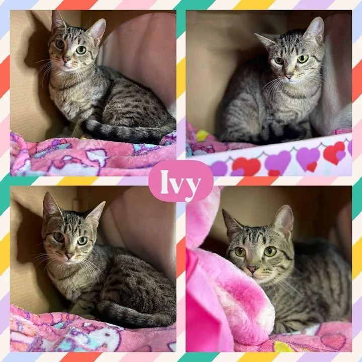An adult medium-sized female Tabby (Buff / Tan / Fawn) American Shorthair cat named Ivy for adoption in Huntington, WV