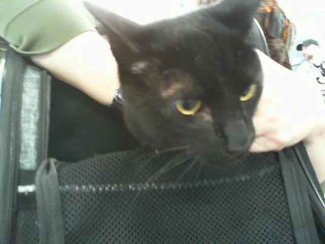 An adult medium-sized male Domestic Short Hair cat named Puck for adoption in Charlotte, NC