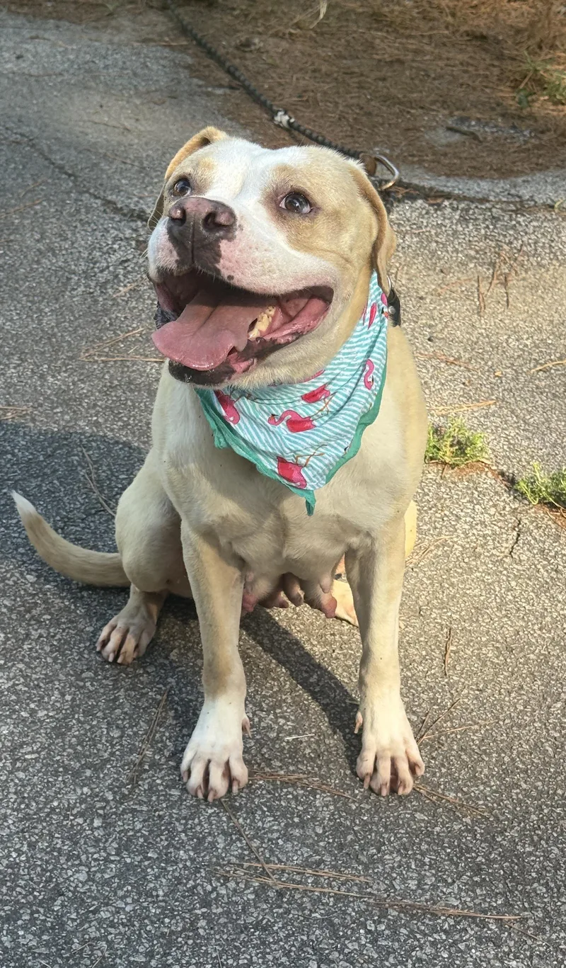 A young medium-sized female Pit Bull Terrier dog named Maressa for adoption in Shillington, PA