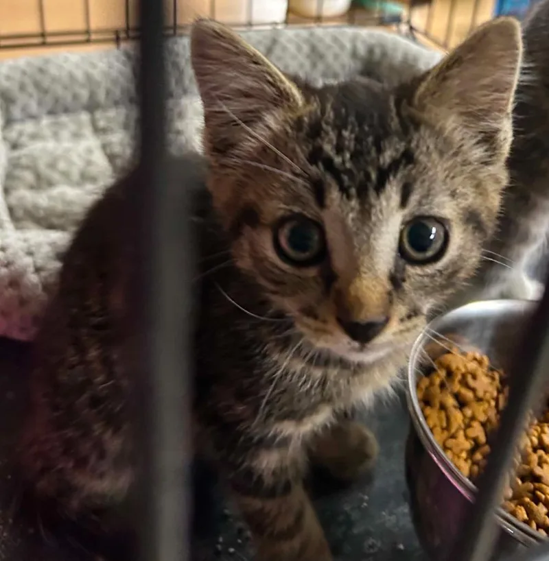 A baby medium-sized female Domestic Short Hair cat named Paris for adoption in Portland, IN
