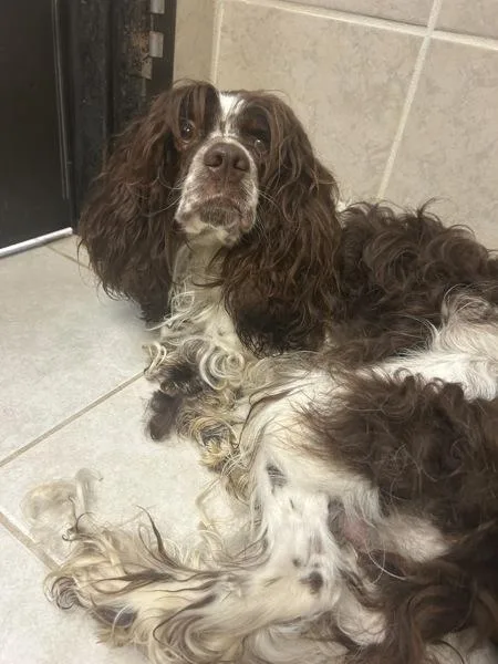 A young medium-sized male Cocker Spaniel dog named Tank for adoption in Osage Beach, MO