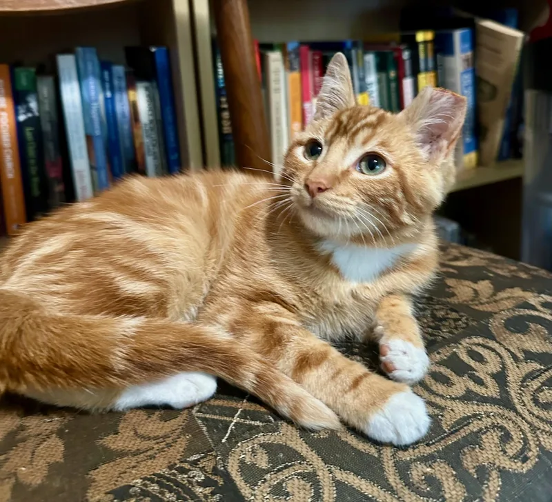 A baby small-sized male Tabby (Orange / Red) Domestic Short Hair cat named George for adoption in Pendleton, OR
