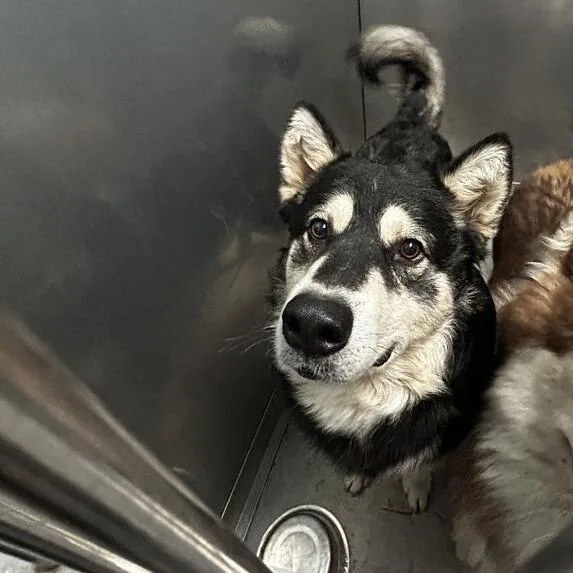 An adult small-sized male Husky dog named Loop for adoption in Davenport, IA