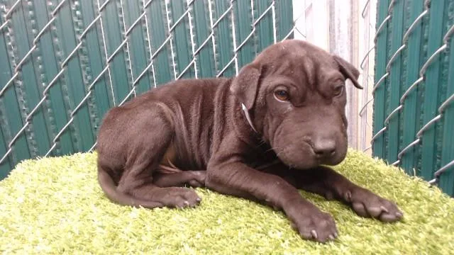 A baby small-sized male Shar-Pei dog named Slayer for adoption in Downey, CA