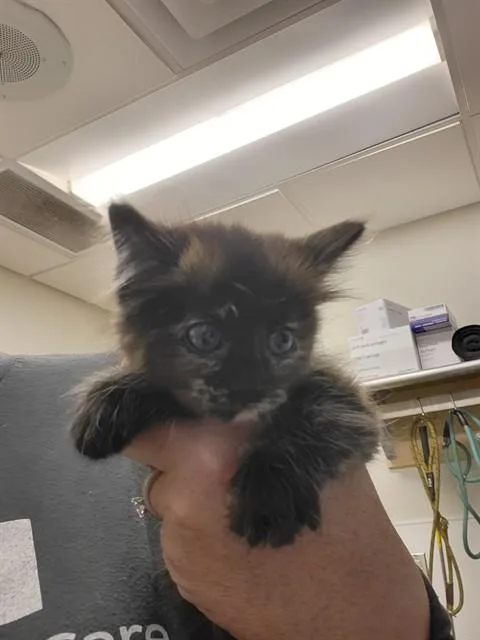 Nala