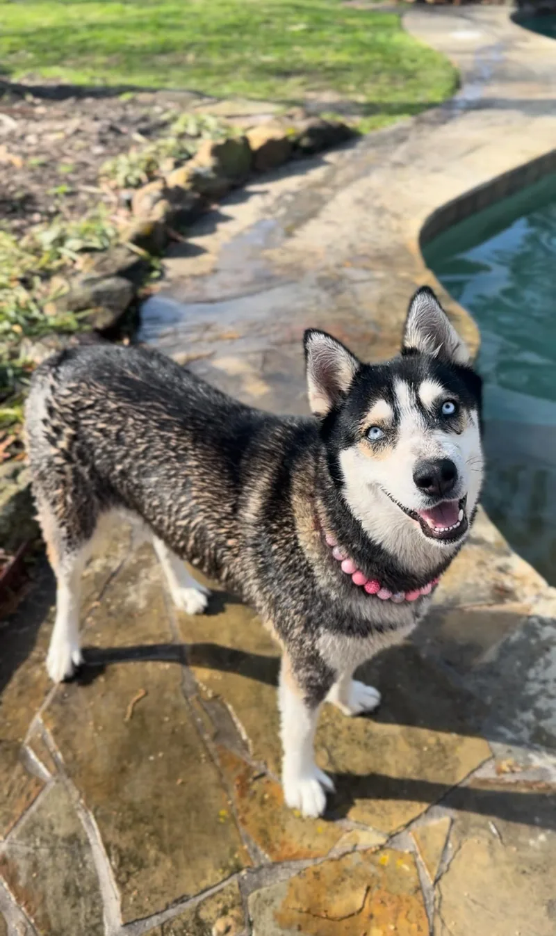 An adult large-sized female Gray / Blue / Silver Siberian Husky dog named Dafne Doo for adoption in Houston, TX