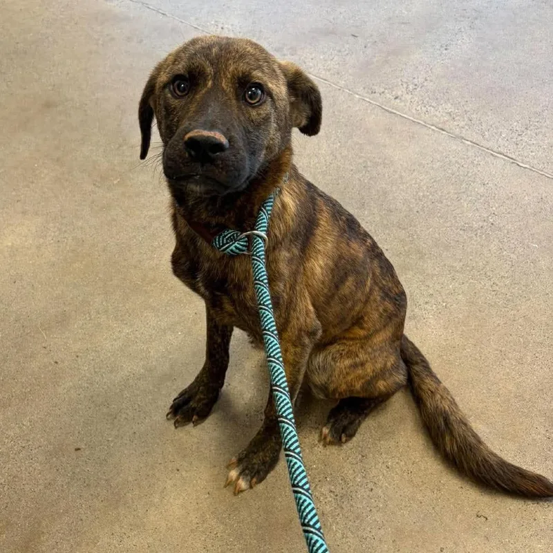 A young medium-sized female Black Labrador Retriever dog named Aria for adoption in Rocky Mount, VA
