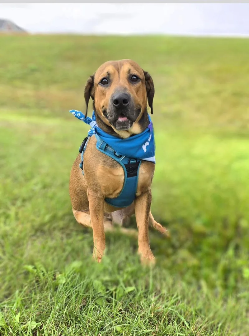 An adult medium-sized male Brown / Chocolate Hound dog named Jasper for adoption in Jamestown, ND