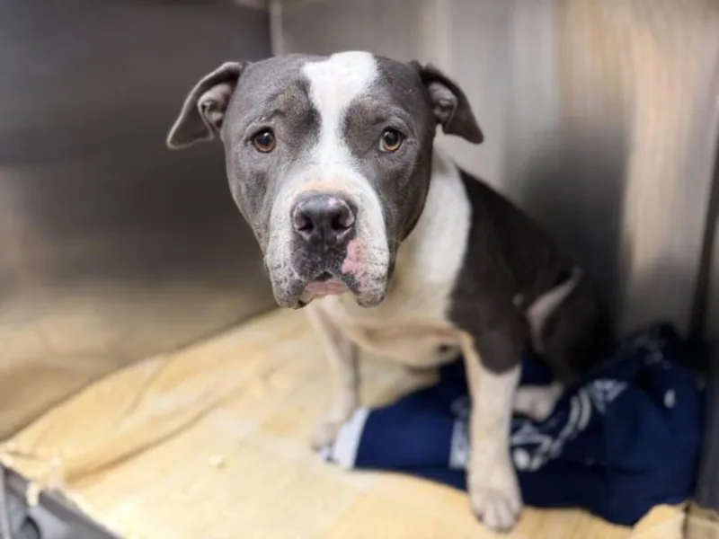 An adult large-sized male Pit Bull Terrier dog named Bluey for adoption in Los Angeles, CA