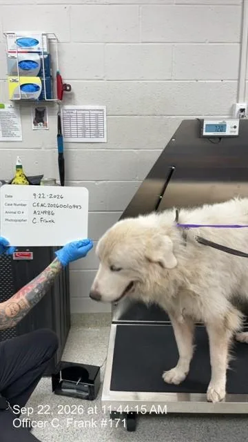 An adult medium-sized male Great Pyrenees dog named Raphael for adoption in Naples, FL