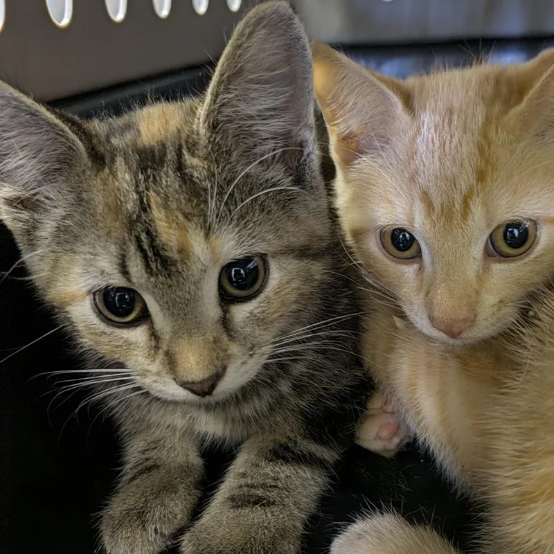 A baby small-sized female Domestic Short Hair cat named Linda for adoption in Columbia, MO
