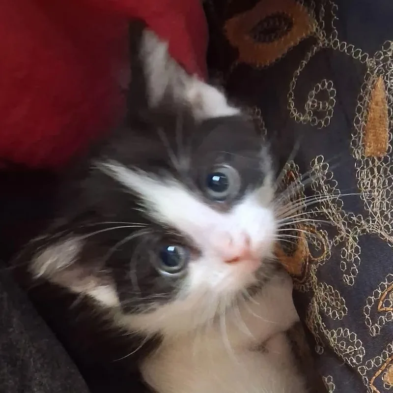 A baby medium-sized female Domestic Short Hair cat named Flipper for adoption in Port Washington, WI