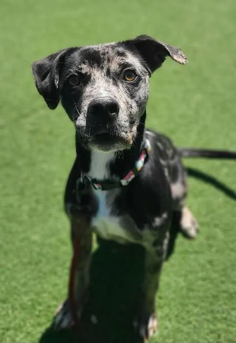 An adult medium-sized female Merle (Blue) Pit Bull Terrier dog named Winnie for adoption in Fruit Heights, UT