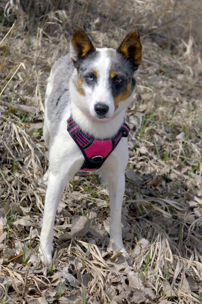 A young medium-sized female Australian Shepherd dog named Shasta for adoption in Savage, MN