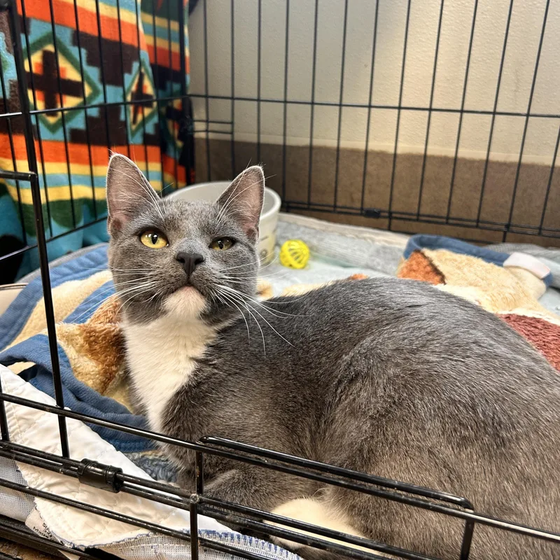 Cat And Casper thumbnail 3