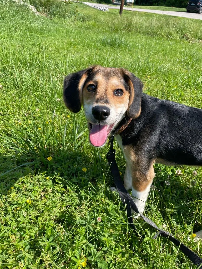 A baby medium-sized female Tricolor (Brown, Black, & White) Beagle dog named Tilly for adoption in Maysville, KY