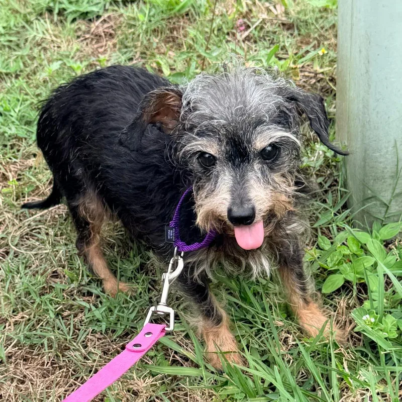 A senior small-sized male Brown / Chocolate Dachshund dog named Ulysses for adoption in West Palm Beach, FL