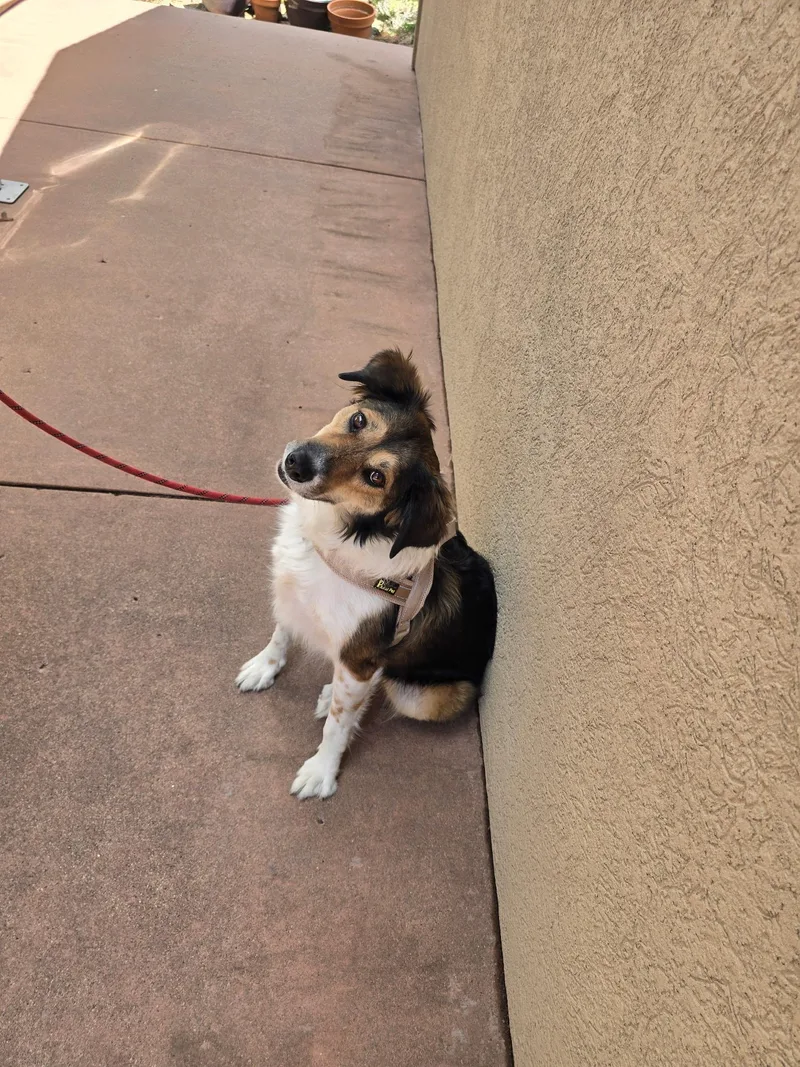 Pip