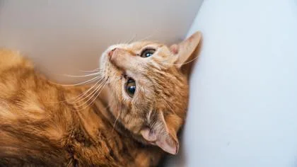 Chicken Tortilla thumbnail 3