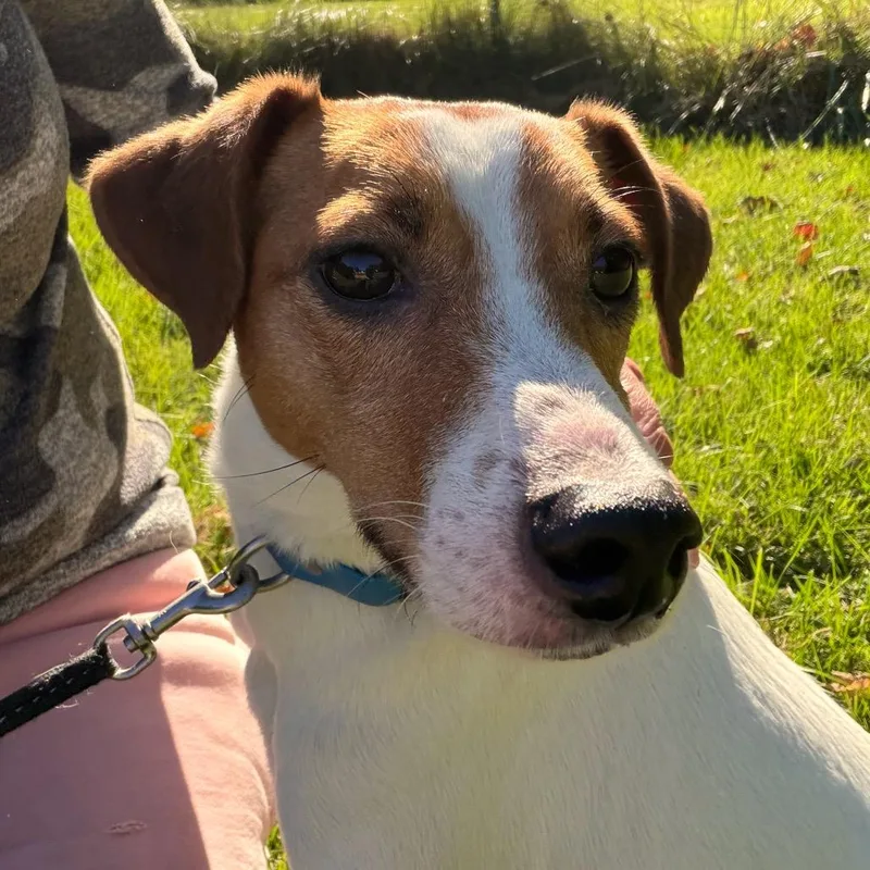 An adult small-sized male Jack Russell Terrier dog named Ziggy for adoption in Griswold, CT