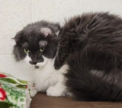 An adult medium-sized male Gray & White Domestic Long Hair cat named Birmingham for adoption in Butte, MT