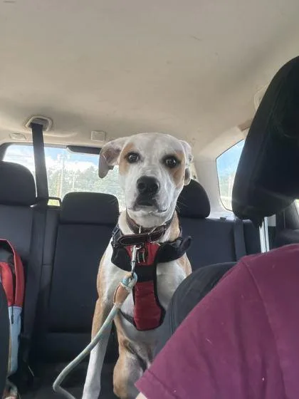 An adult medium-sized male Mixed Breed dog named Melvin for adoption in Spruce Pine, NC