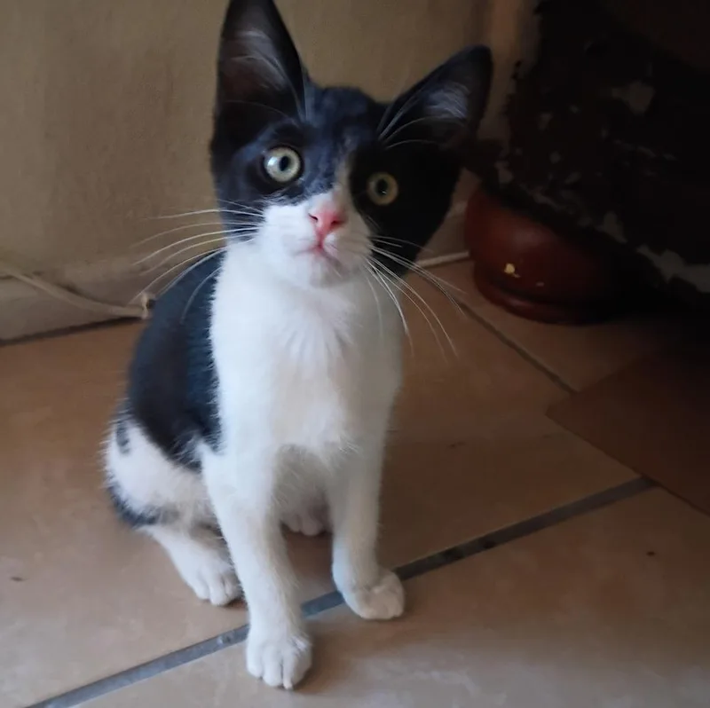 A baby medium-sized female Black & White / Tuxedo Domestic Short Hair cat named Mine for adoption in Redlands, CA