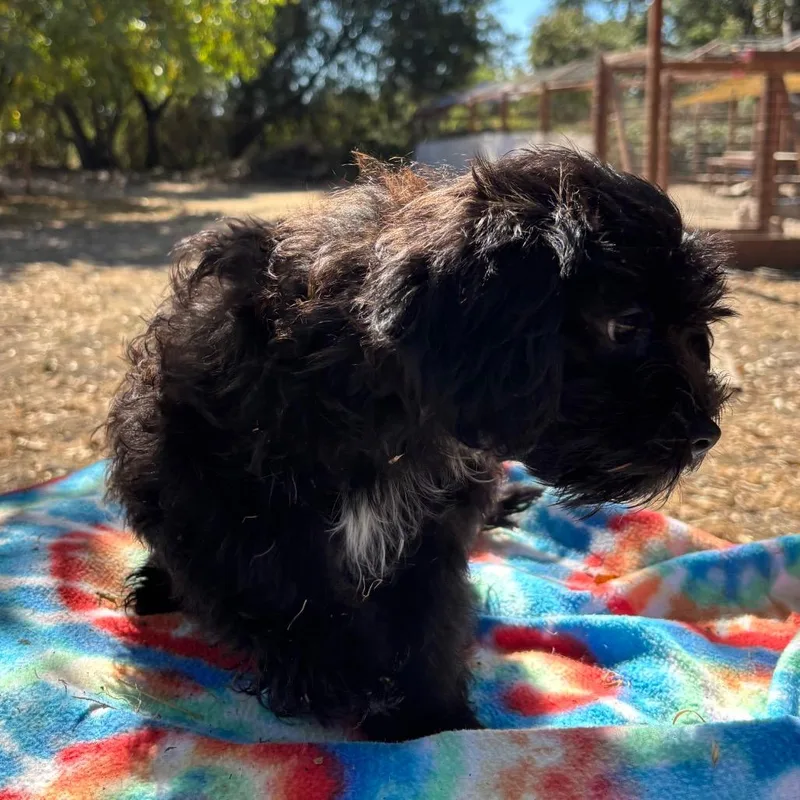 A baby small-sized male Poodle dog named Tater Tot for adoption in Sonoma, CA