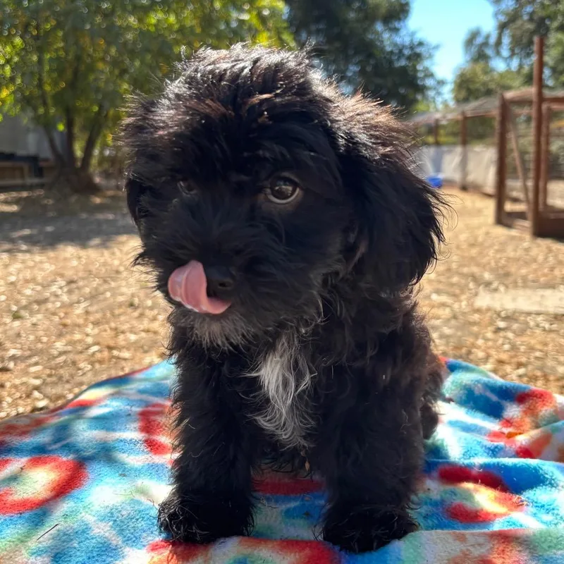 Tater Tot thumbnail 2