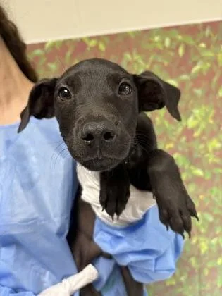 A young small-sized male Shepherd dog named Hulk for adoption in San Antonio, TX