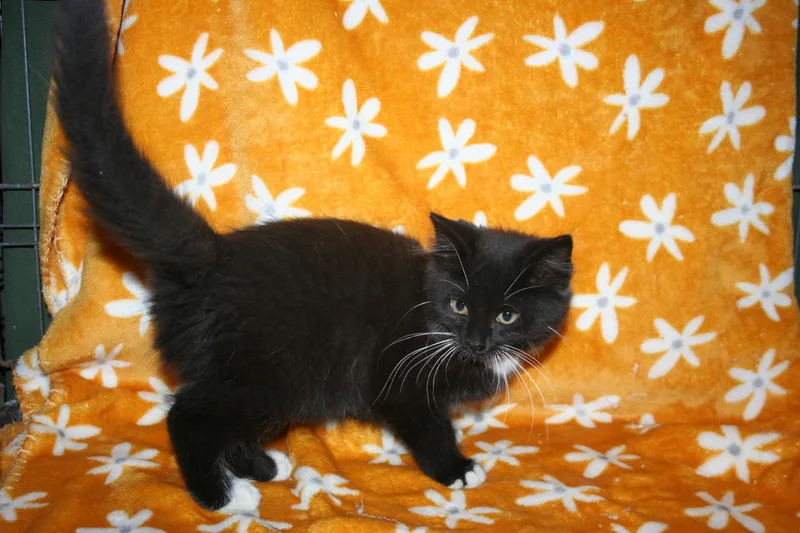 A baby medium-sized female Black Domestic Medium Hair cat named Starbucks for adoption in Howell, MI