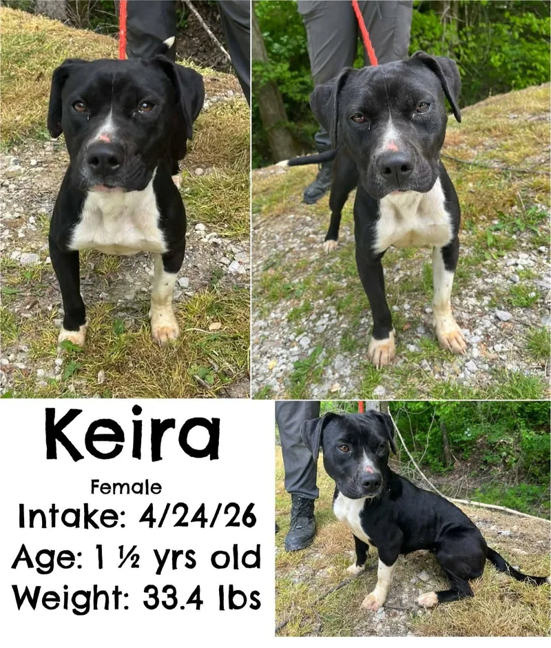 An adult medium-sized female Black Pit Bull Terrier dog named Keira for adoption in Staffordsville, KY