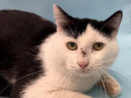 An adult small-sized male Domestic Short Hair cat named Marty for adoption in Golden Valley, MN