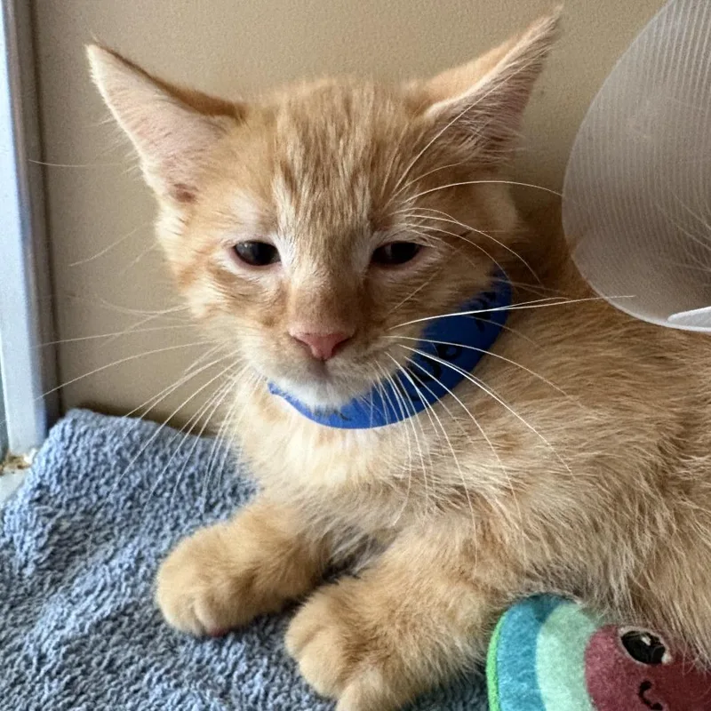 A baby small-sized male Orange / Red Domestic Medium Hair cat named Creamy for adoption in Leander, TX