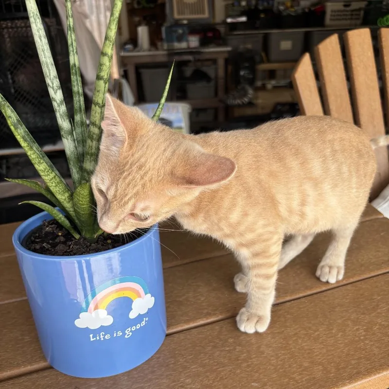 A baby small-sized male Buff / Tan / Fawn Domestic Short Hair cat named Honey for adoption in League City, TX