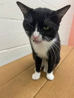 An adult small-sized male Domestic Short Hair cat named Stanley Yelnats for adoption in Largo, FL