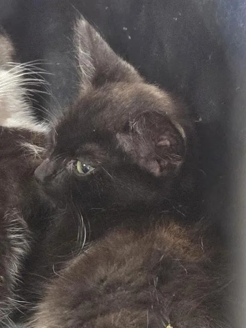 A baby small-sized male Domestic Short Hair cat named Eddie Lee Winslow for adoption in Louisville, KY