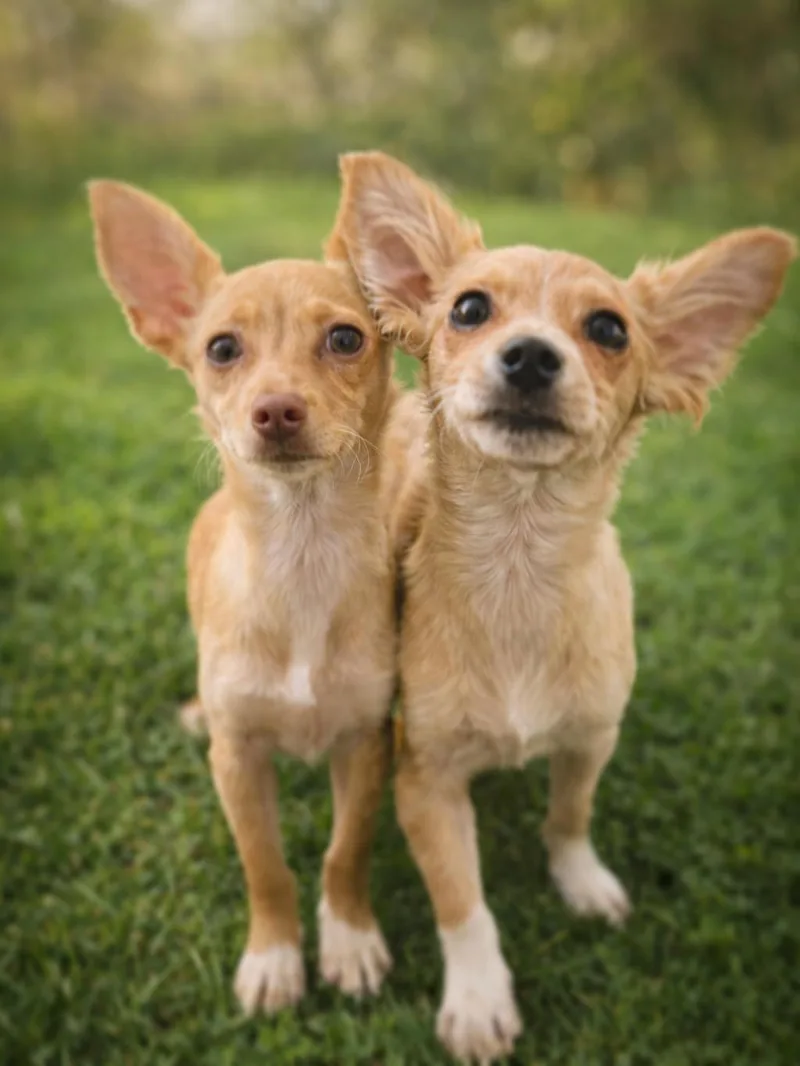A baby small-sized female Apricot / Beige Chihuahua dog named Popcornand Kernel for adoption in Alexandria , VA
