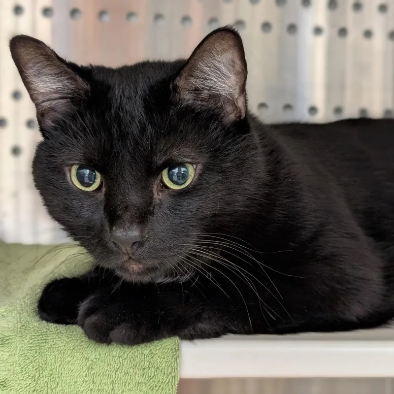 An adult extra large-sized male Domestic Short Hair cat named Sebastian for adoption in Pittsburgh, PA