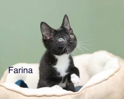 A baby small-sized female Domestic Short Hair cat named Farina for adoption in Parma, OH