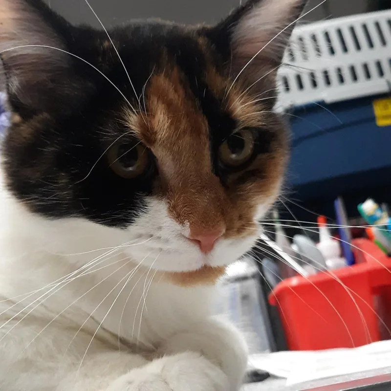 A baby medium-sized female Domestic Medium Hair cat named Noodle for adoption in Spokane, WA