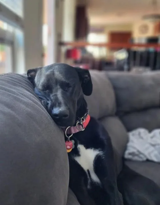 An adult medium-sized female Black Labrador Retriever dog named Holly for adoption in Davis, CA