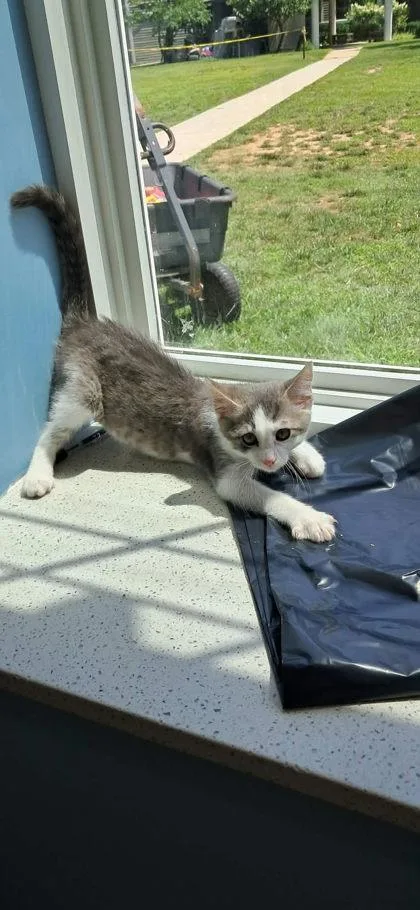 A baby small-sized female Gray & White Domestic Short Hair cat named Karen for adoption in Annapolis, MD