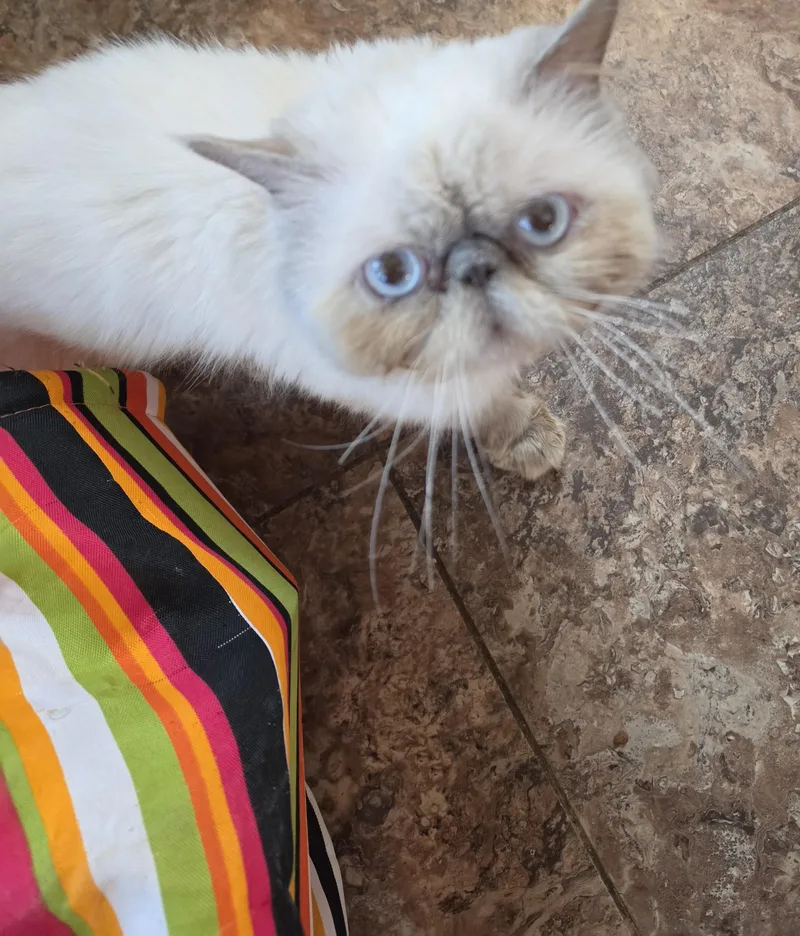 An adult medium-sized male Lilac Point Persian cat named Romeo for adoption in Mansfield, PA