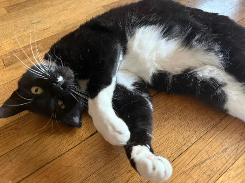 An adult medium-sized male Black & White / Tuxedo Tuxedo cat named Charlie for adoption in Los Angeles, CA