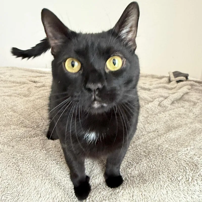 An adult extra large-sized male Black Domestic Short Hair cat named Spencer for adoption in Houston, TX