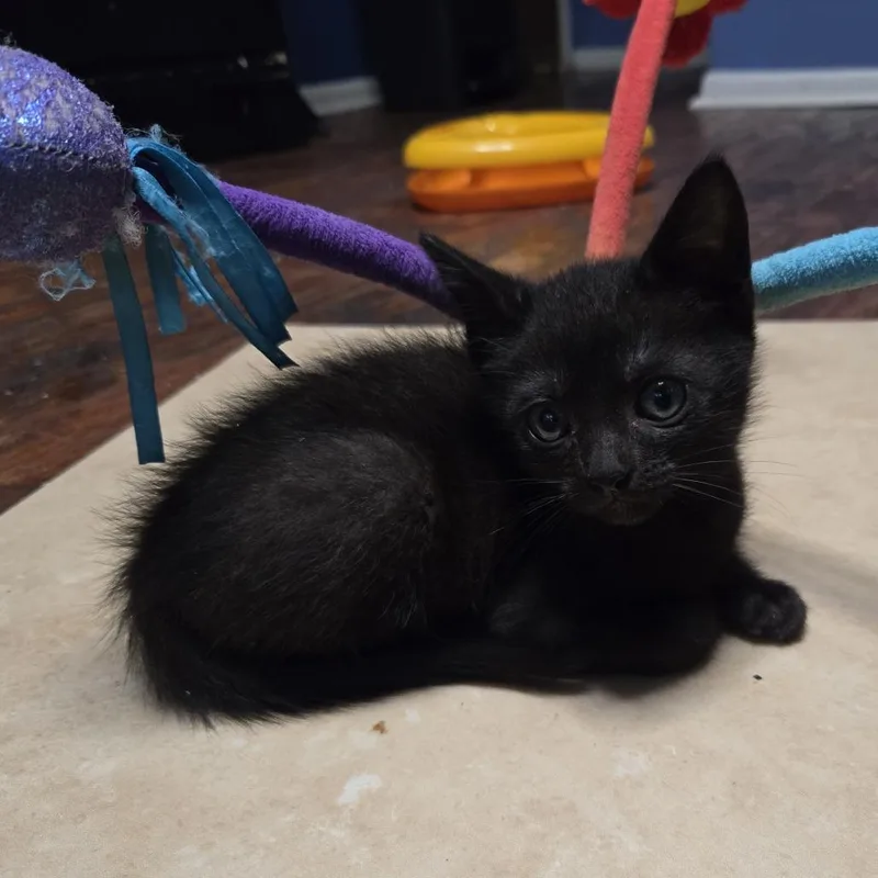 A baby small-sized female Black Domestic Short Hair cat named Jewl for adoption in San Antonio, TX